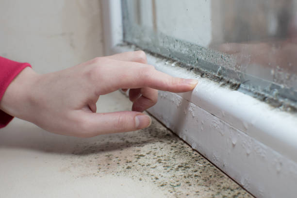  , USA Mold Removal Pros